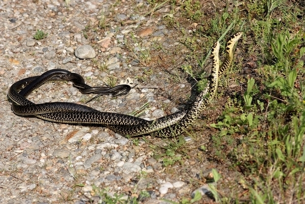 Lotta tra Coluber viridiflavus - Hierophis viridiflavus